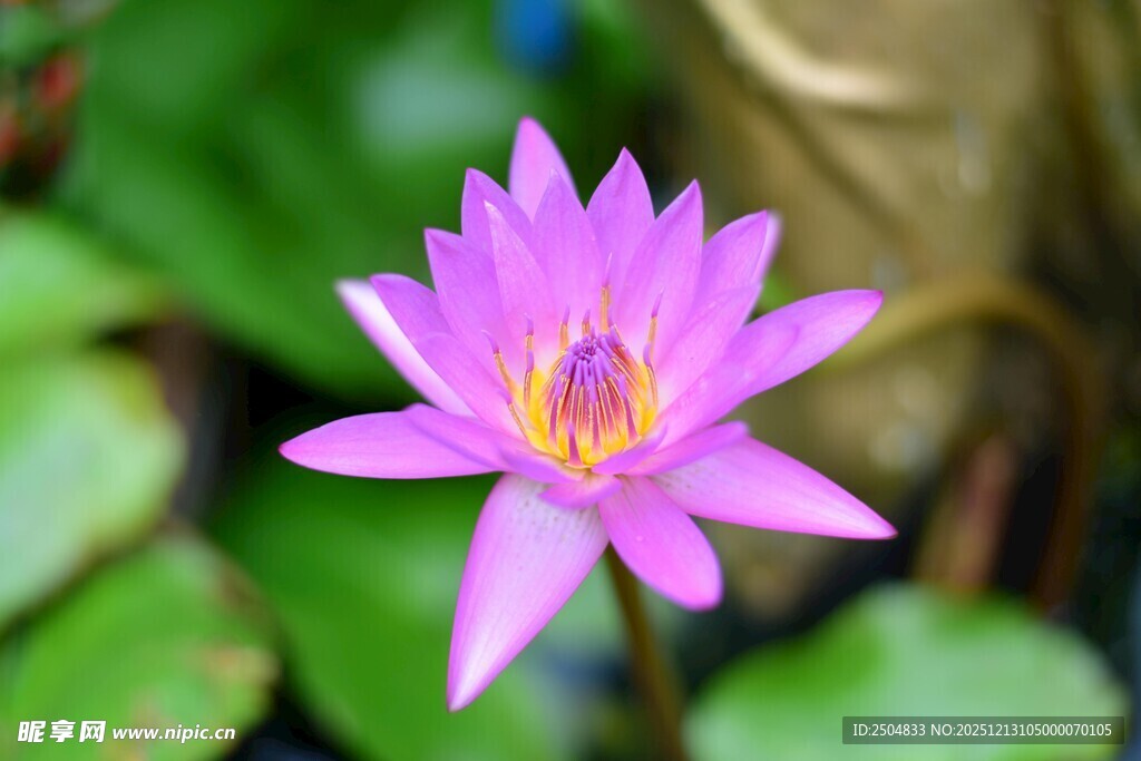 绽放的美丽紫色睡莲