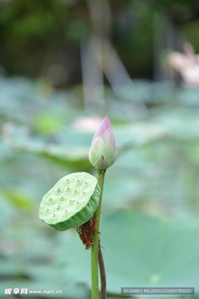 含苞待放的清新荷花