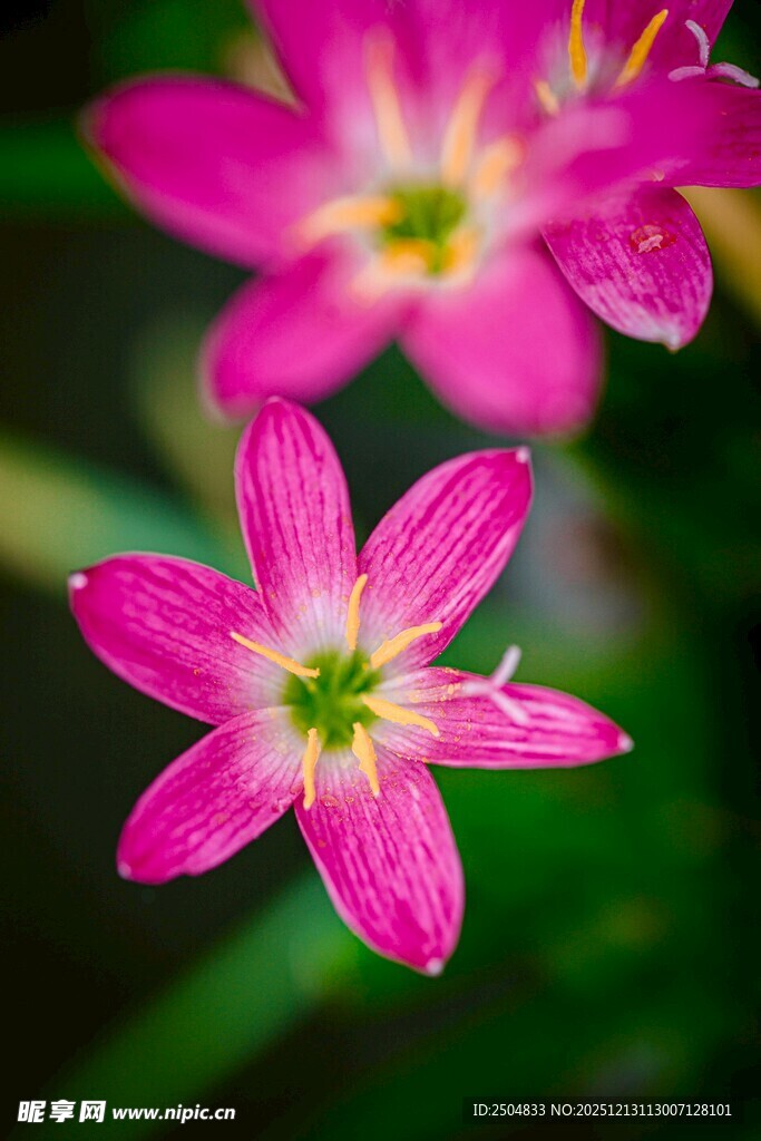 娇艳粉色花朵特写