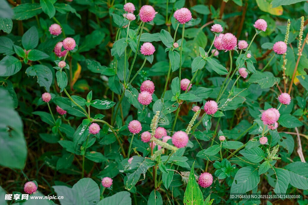 粉色小花绽放绿叶间