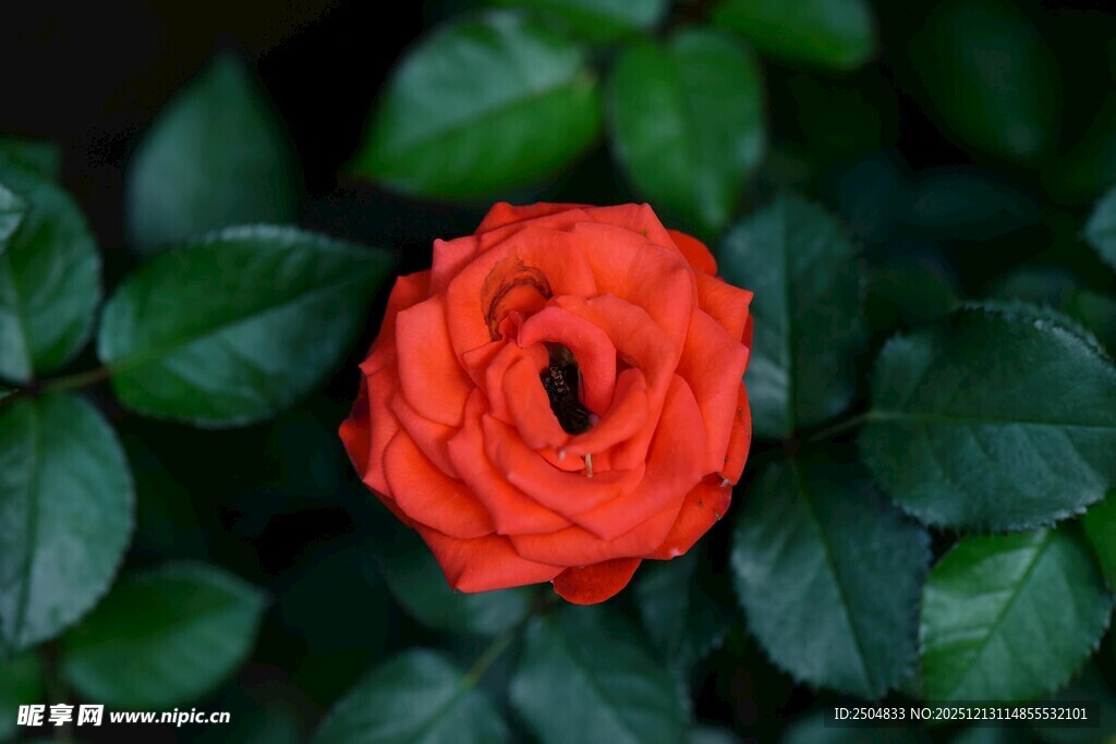 娇艳红玫瑰绽于绿叶间