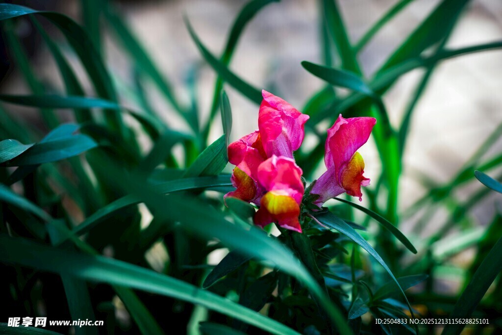 娇艳小花绽放于绿叶间