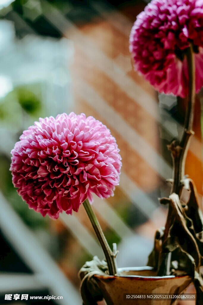花瓶中的两朵粉色绒球花