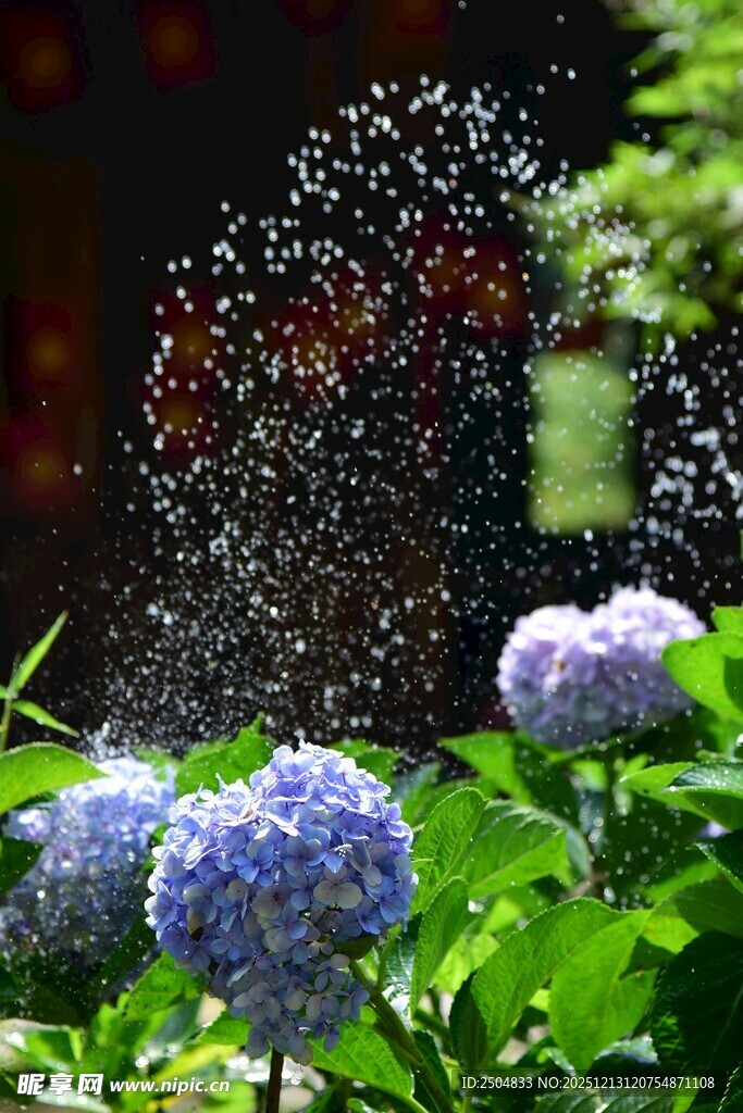 水珠洒落蓝绣球花
