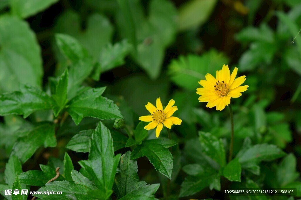 两朵黄色小花绽放绿叶间