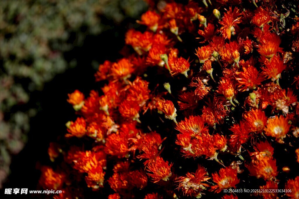 鲜艳红色花卉特写
