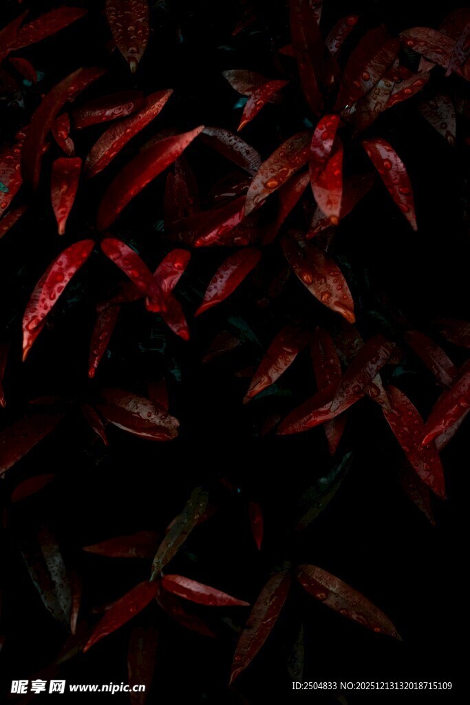 红色群鱼在水中 动