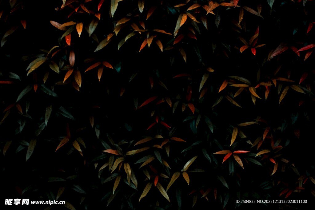 夜色中斑斓的树叶