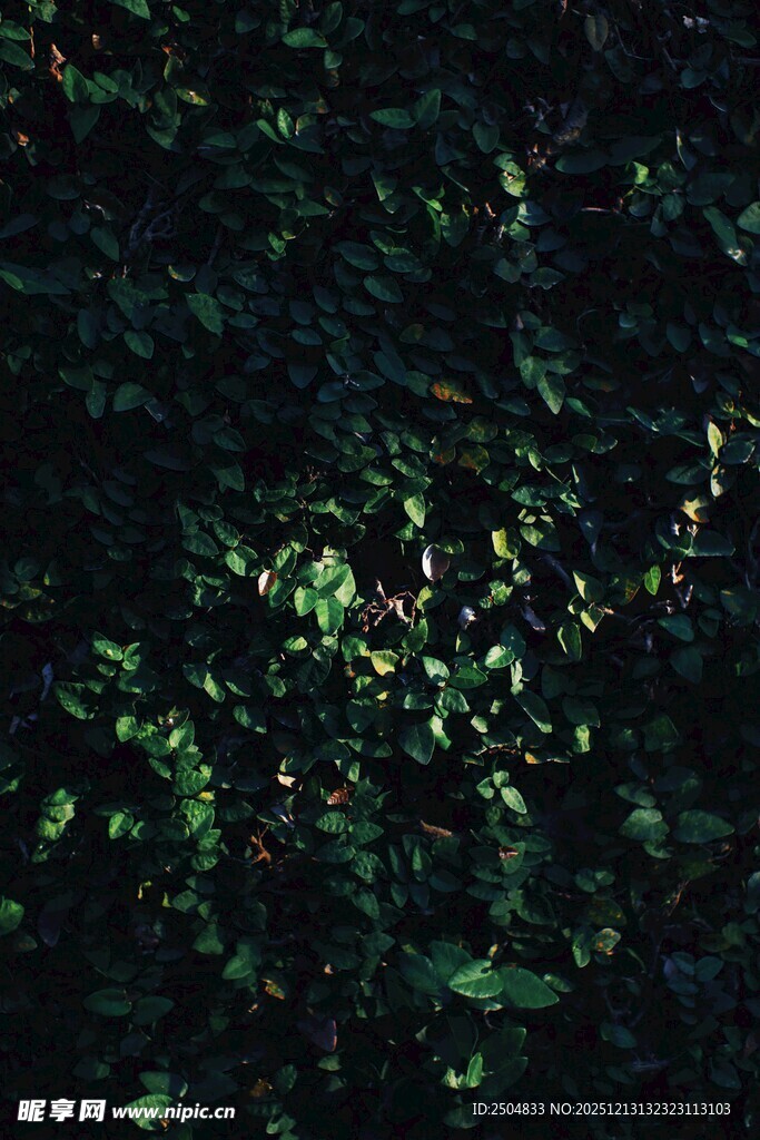 微光下的斑驳绿叶