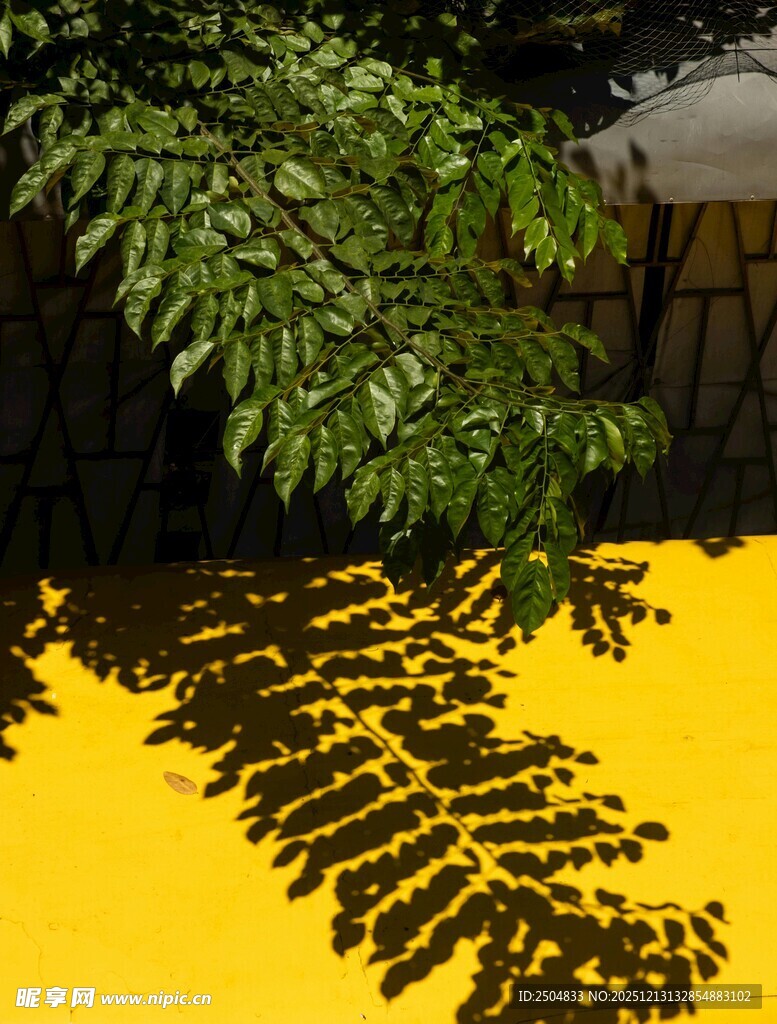 树叶投影于金黄地面
