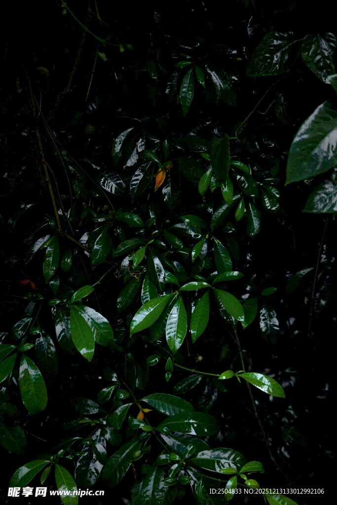 雨中深绿的繁茂枝叶