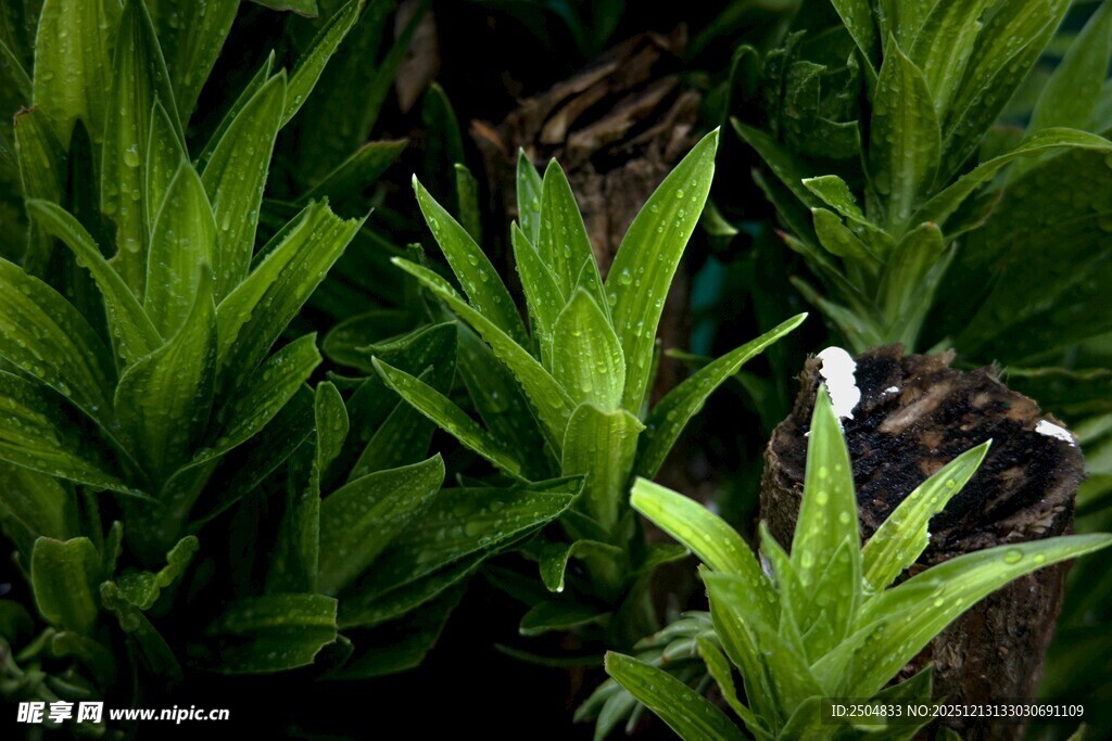 翠绿植物中的白色小花