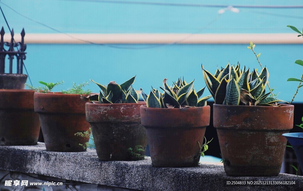 海边陶罐中的多肉植物