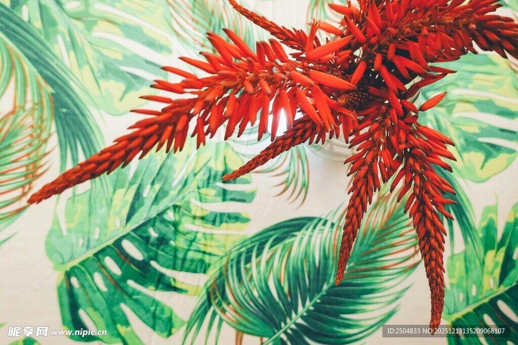 热带植物花卉鲜艳景象