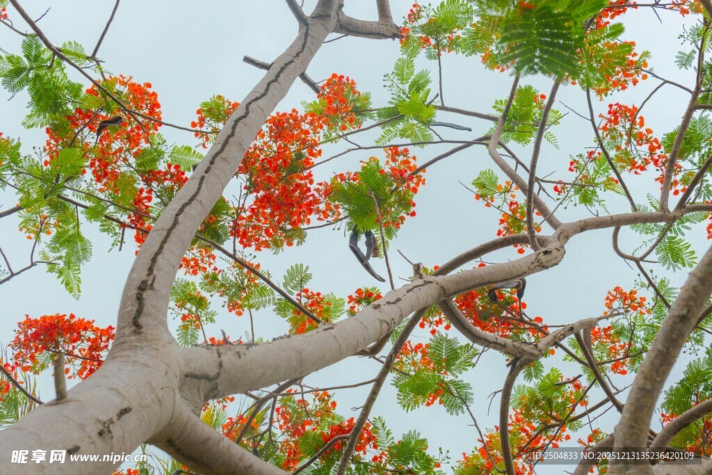 火红凤凰树枝干与繁花