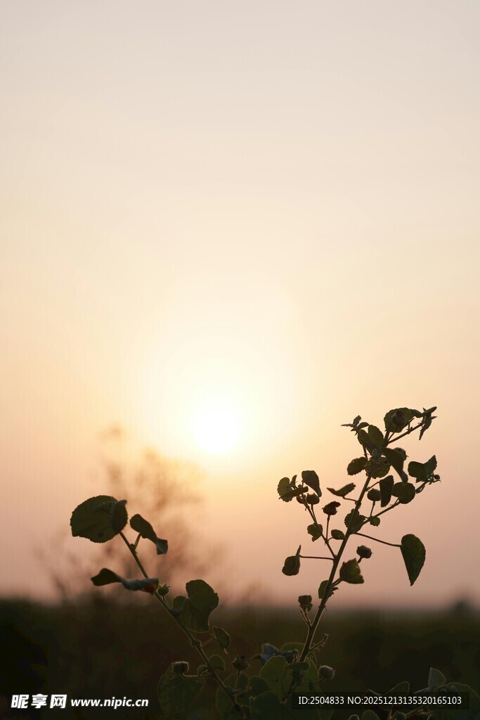 夕阳下的植物剪影