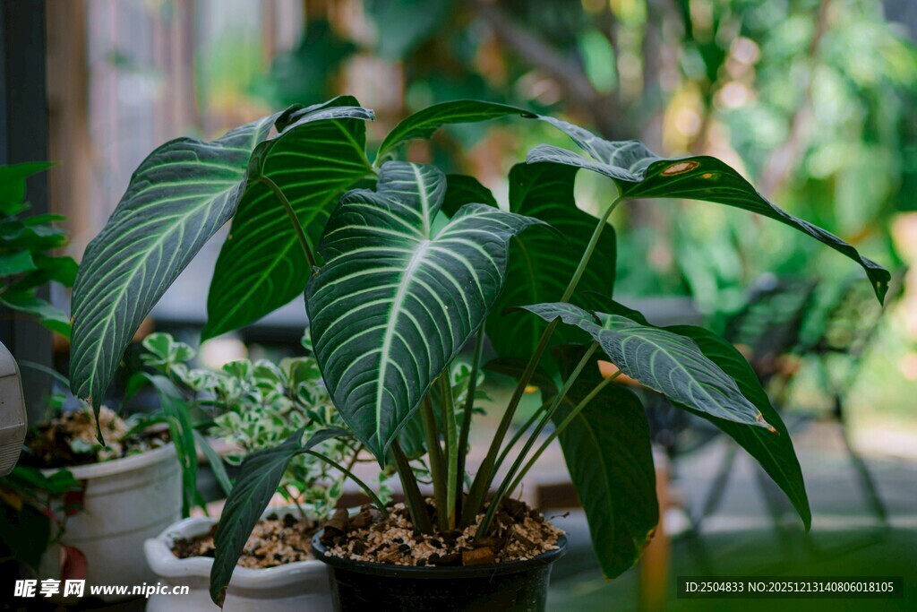 室内绿植 叶片独特的盆栽