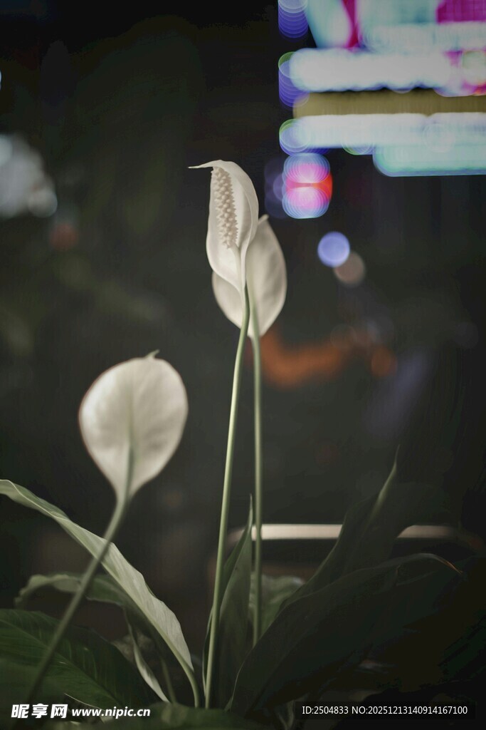 优雅白掌绽放室内角落