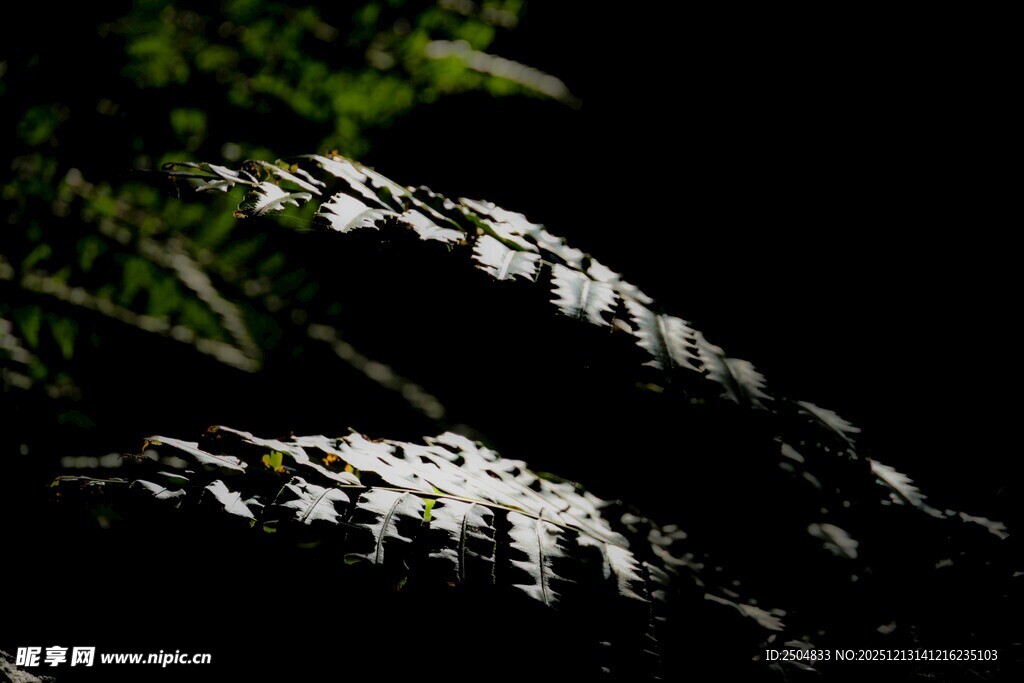 夜间丛林中的鳄鱼身影