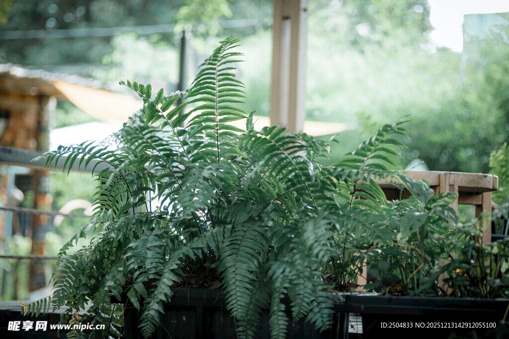 窗边翠绿蕨类植物特写