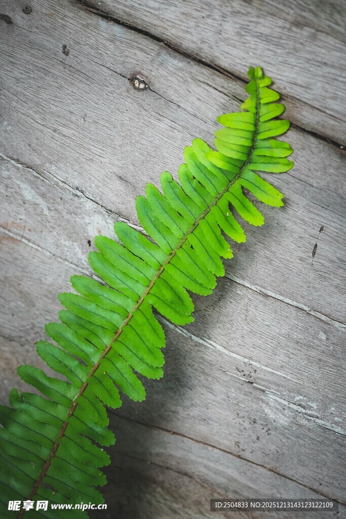 木质背景上的翠绿蕨类叶片