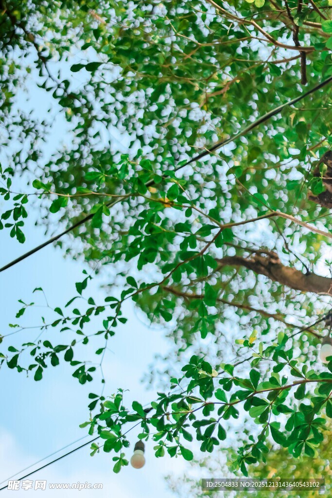 绿叶繁茂 蓝天映衬树影