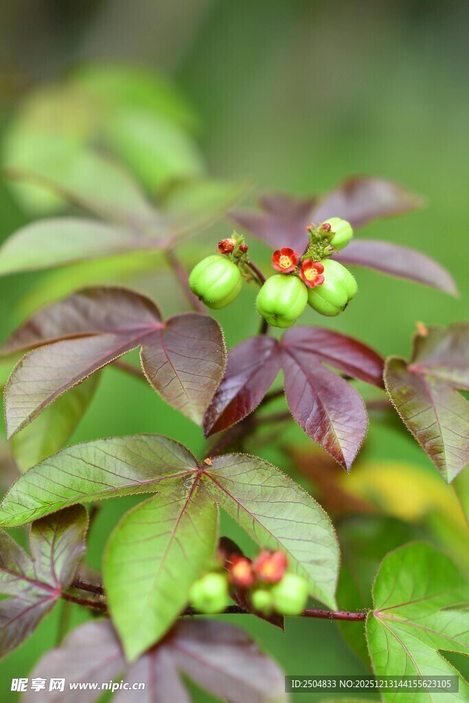 紫叶间的青红果实