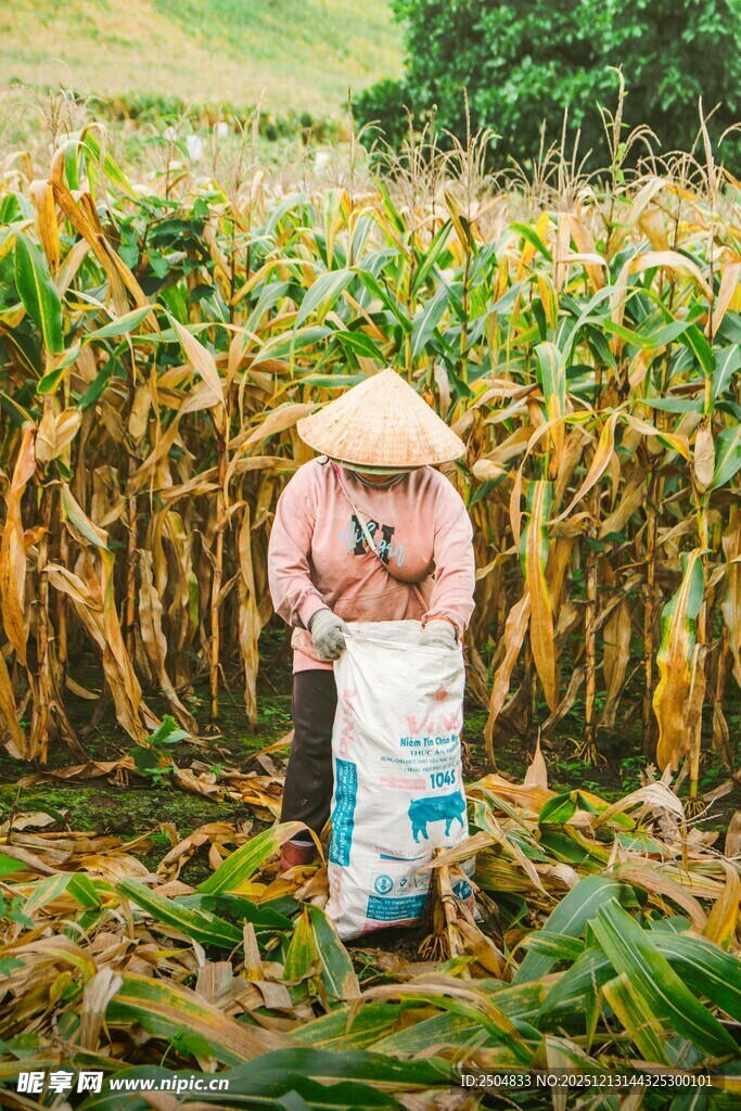 农民田间 获玉米场景