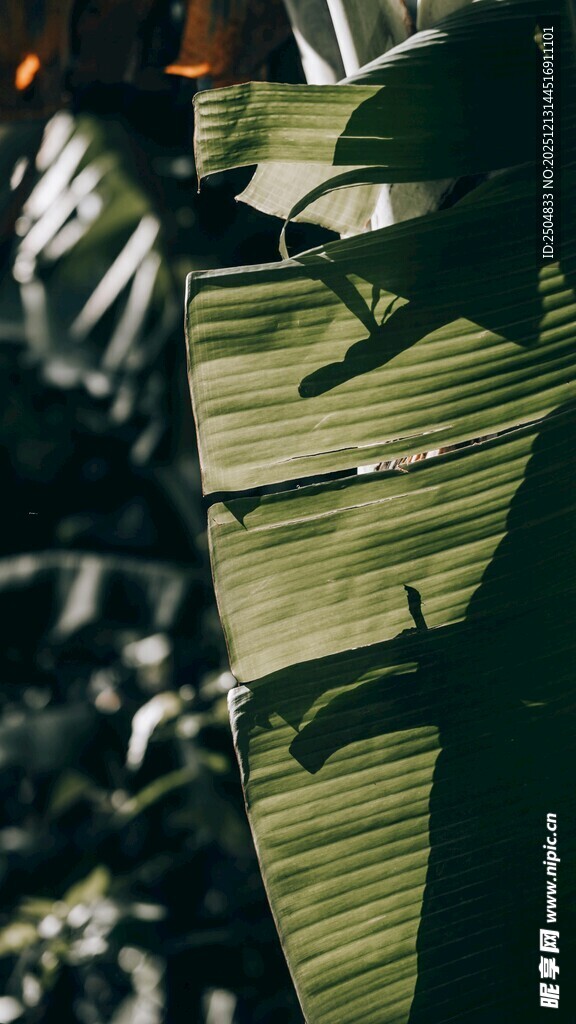 阳光下的绿植叶片纹理