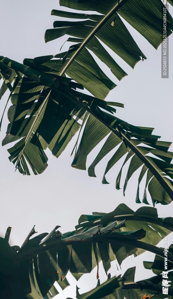 热带芭蕉叶特写