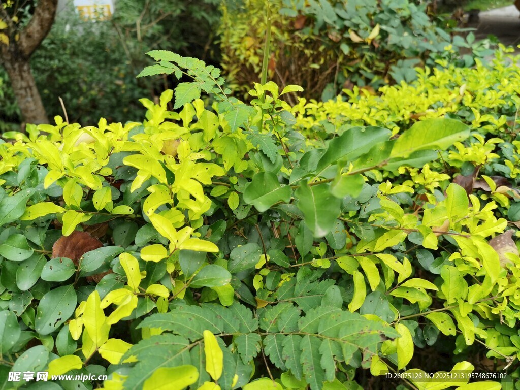 翠绿繁茂的灌木植物