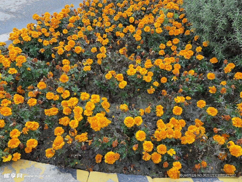 大片灿烂万寿菊绽放