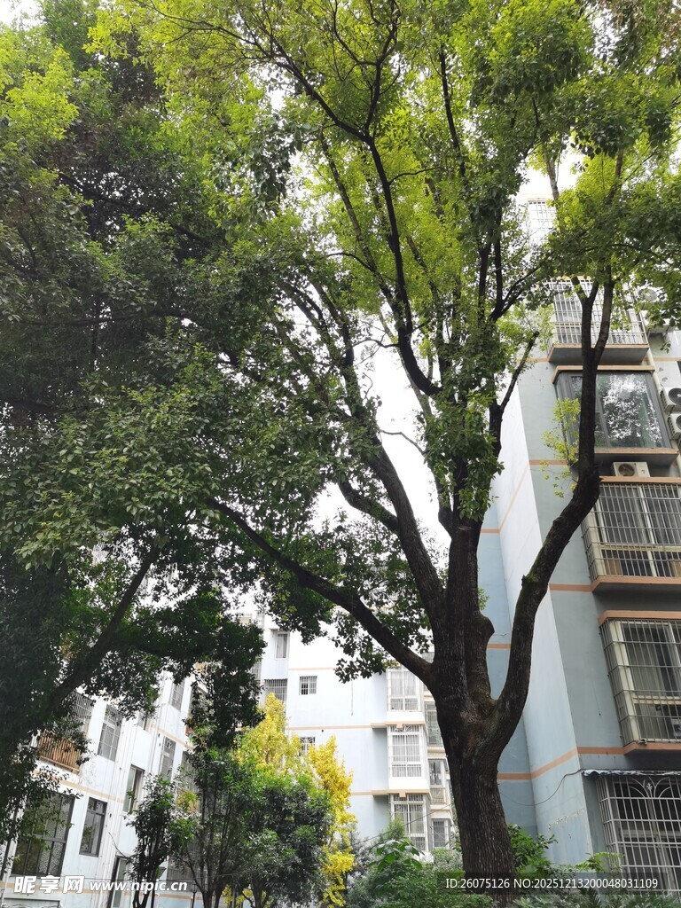 城市中茂盛的绿树景观