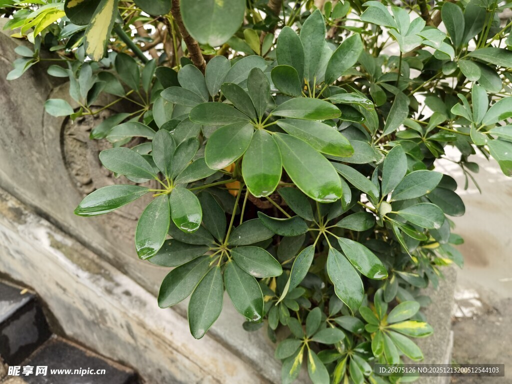 墙边生机勃勃的绿植