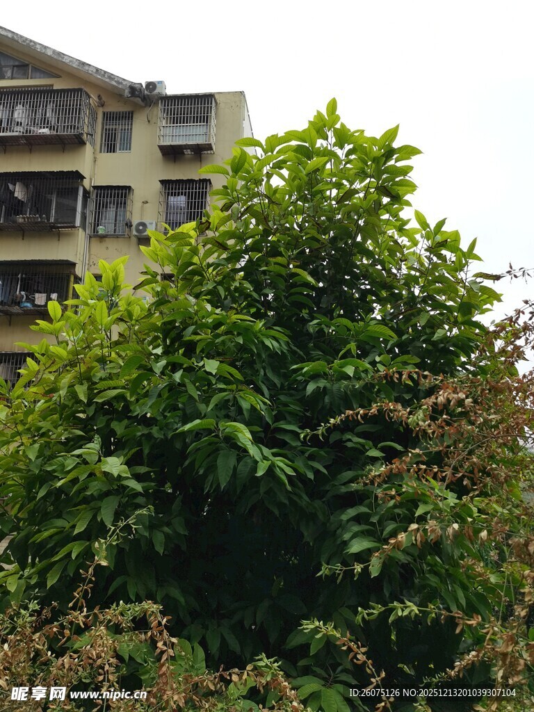 绿树掩映下的楼房