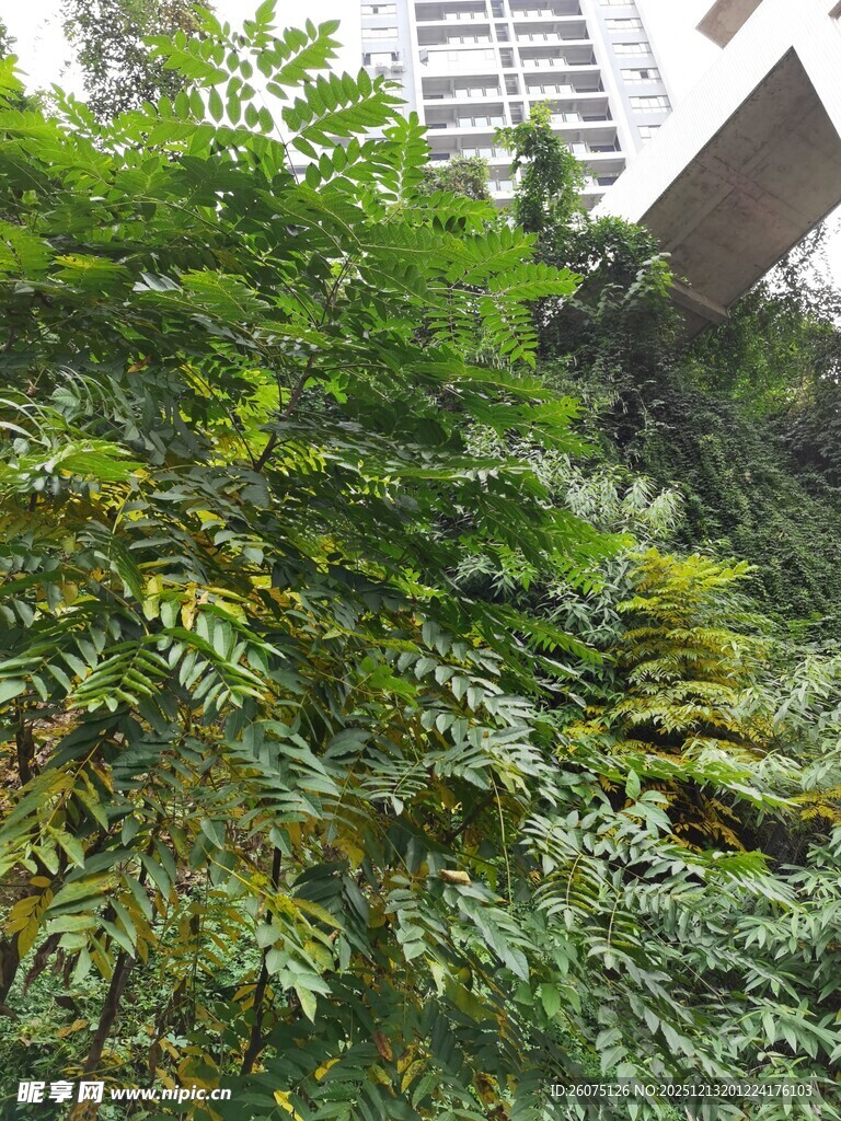 繁茂绿植覆盖的墙面景观