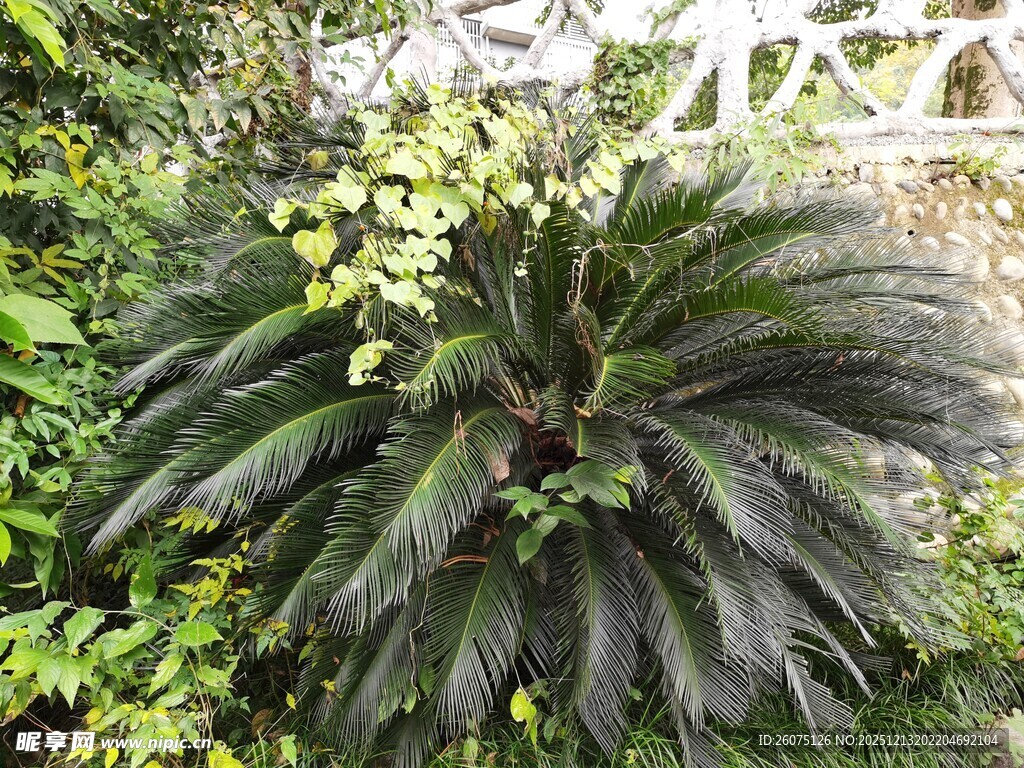 大型绿植铁树生机盎然