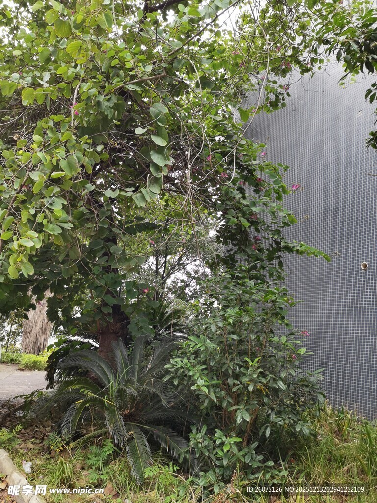 绿叶繁茂的树木与背景墙