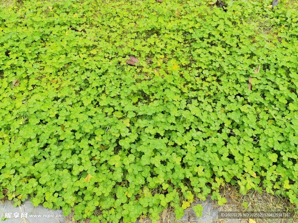 翠绿常春藤覆盖地面