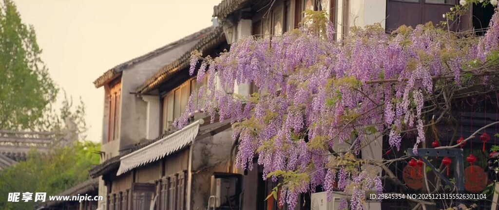 紫藤垂挂古雅建筑