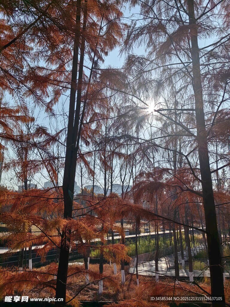 秋日林间光影美景