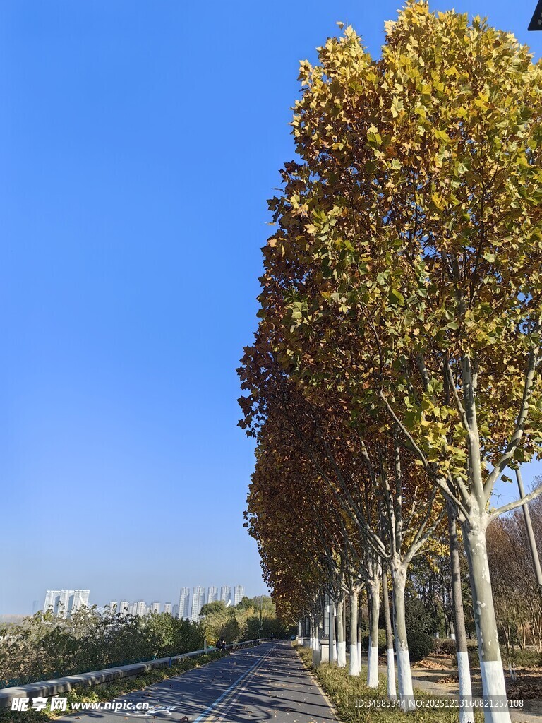 秋日林荫道树木金黄灿烂