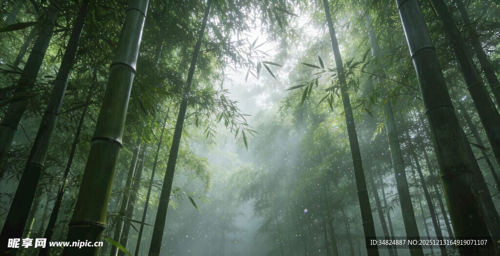 清晨薄雾中的静谧竹林