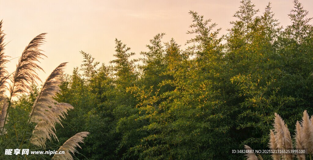 夕阳下的葱郁树林与芦苇