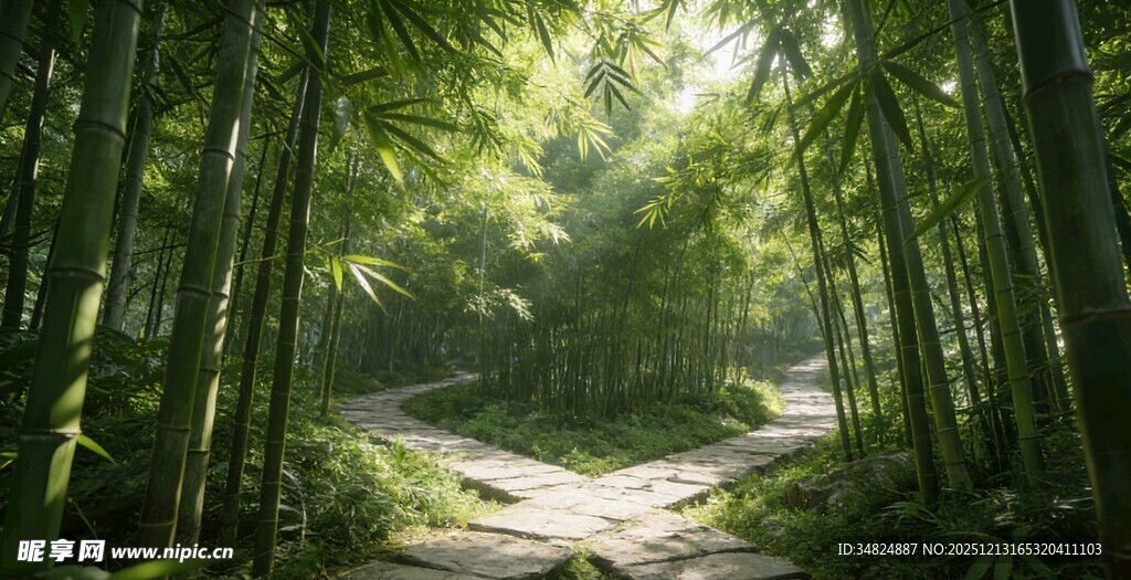 阳光洒落的静谧竹林小道