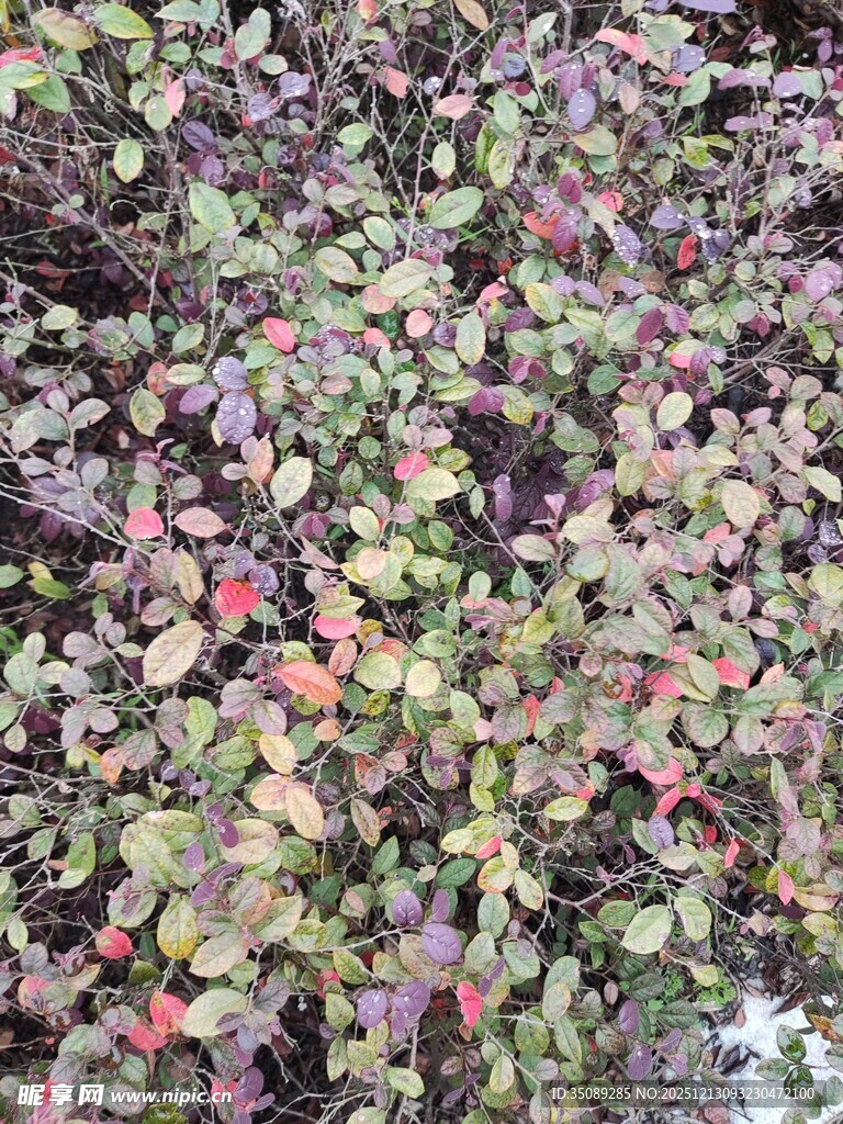 多彩叶片植物特写