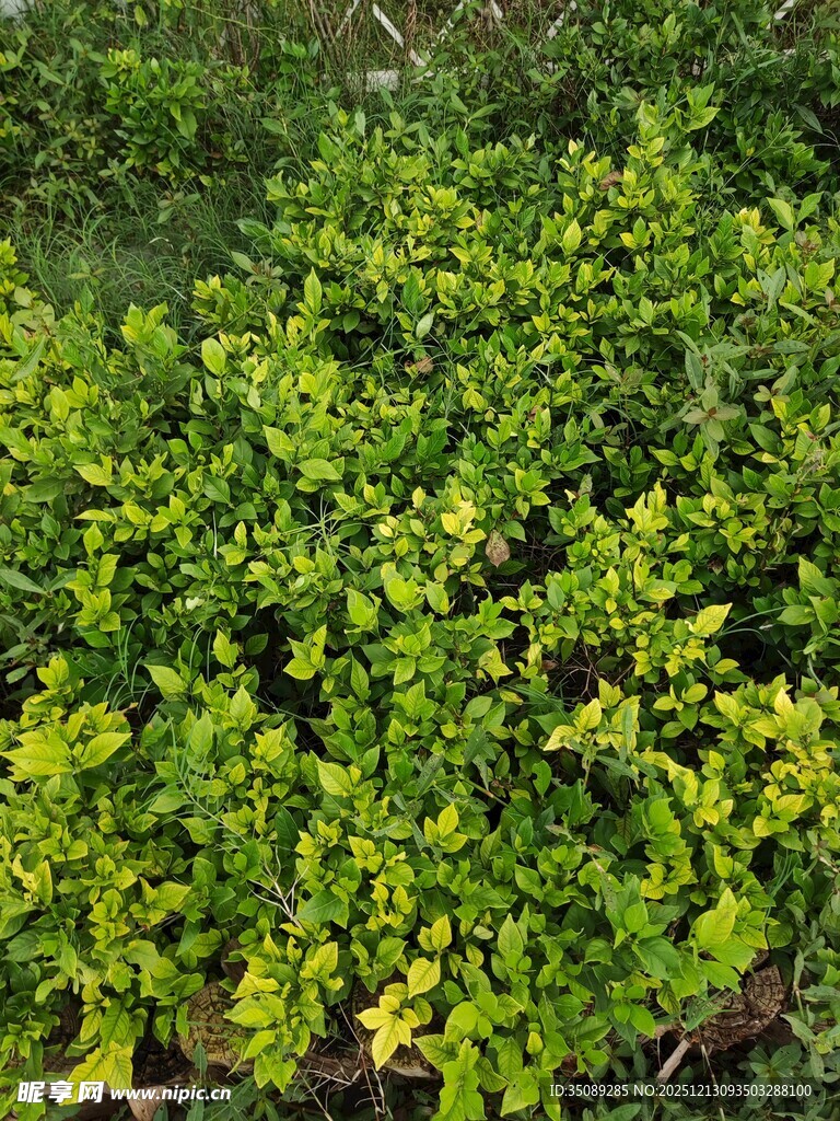 翠绿繁茂的灌木植物