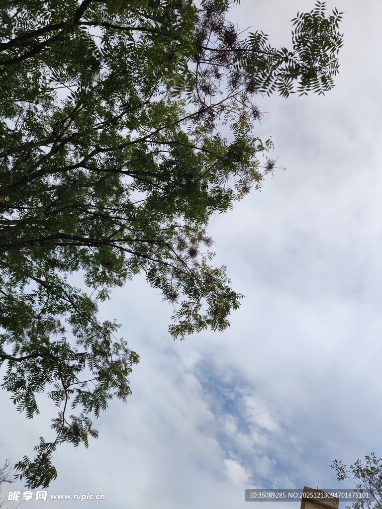 仰视绿树与天空景致