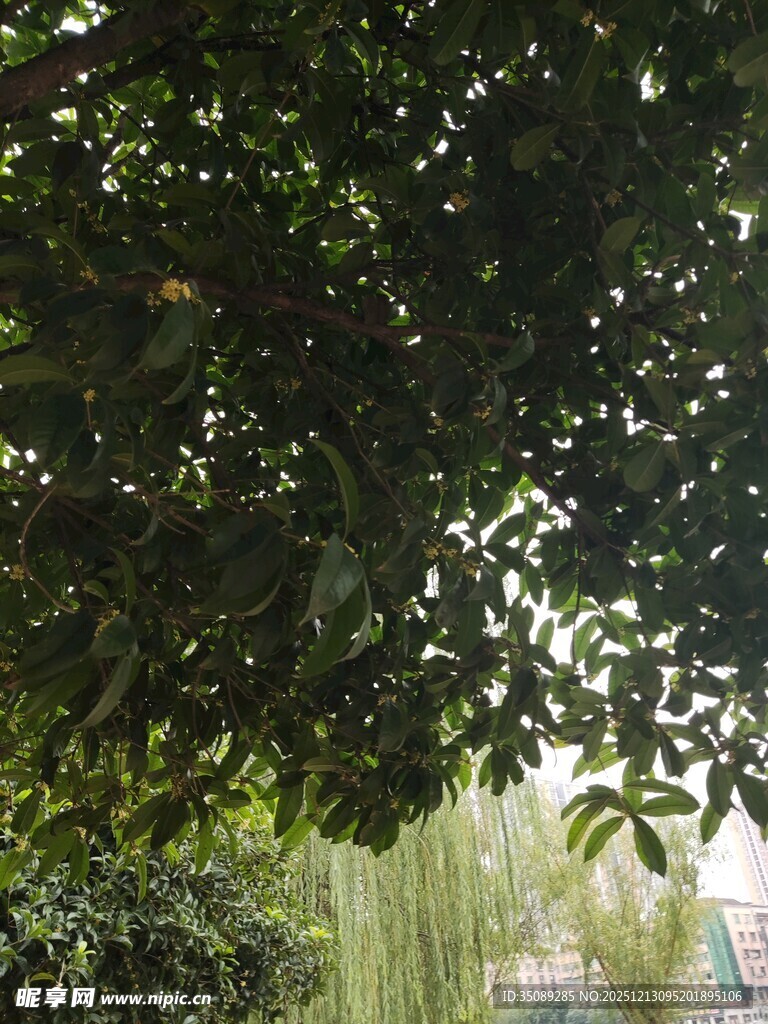 繁茂树叶下的自然景致