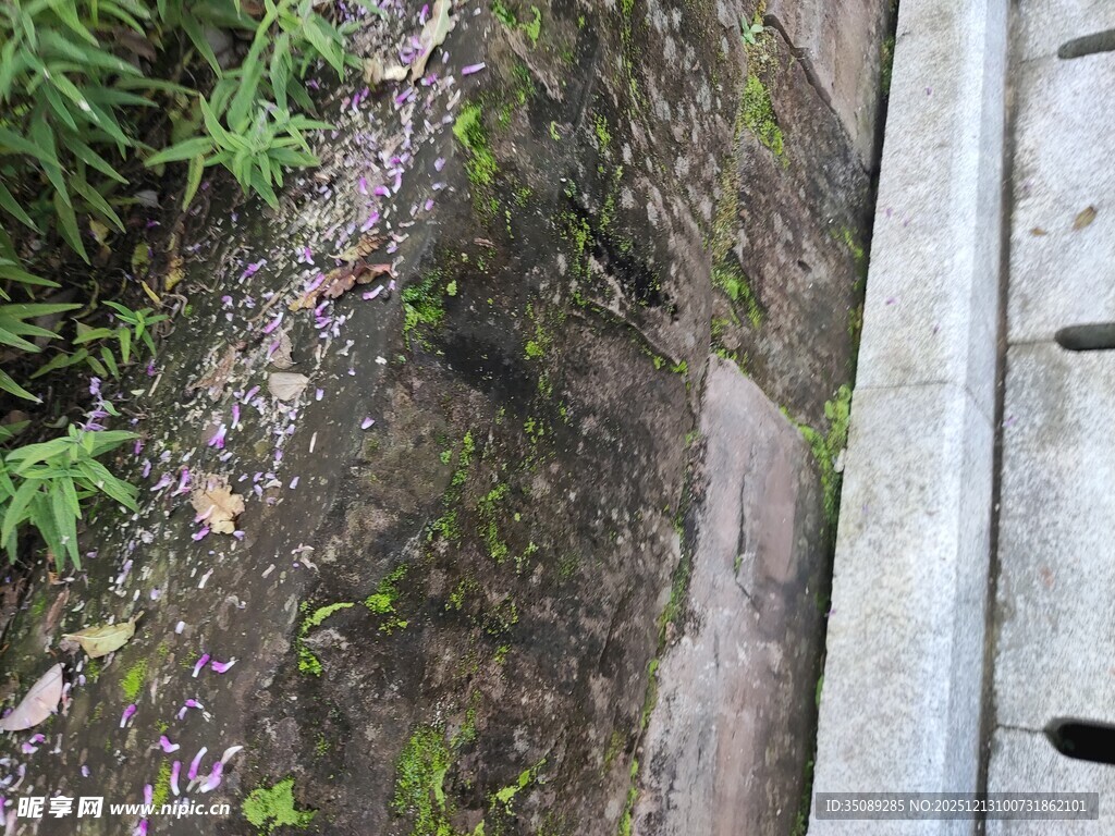 路边缝隙中的生机